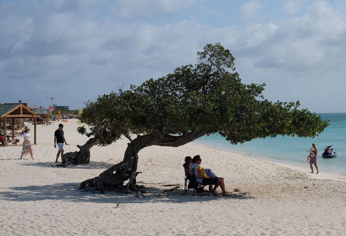 Mangrove tree (Conocarpus erectus) at Eagle Beach, Aruba 2019
