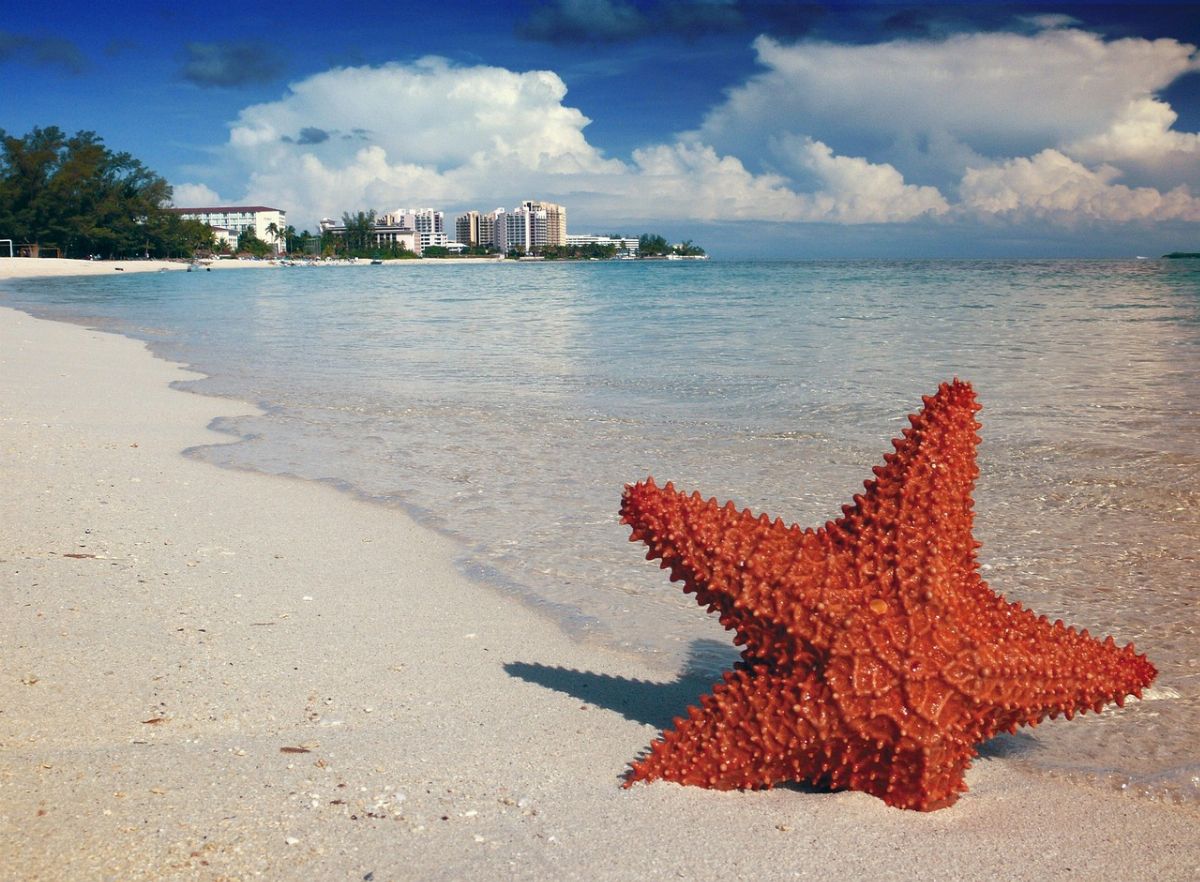 starfish, sand, bahamas, nassau, sea, tropical, caribbean, turquoise, resort, landscape, water, sky, shore, marine, nature, beach
