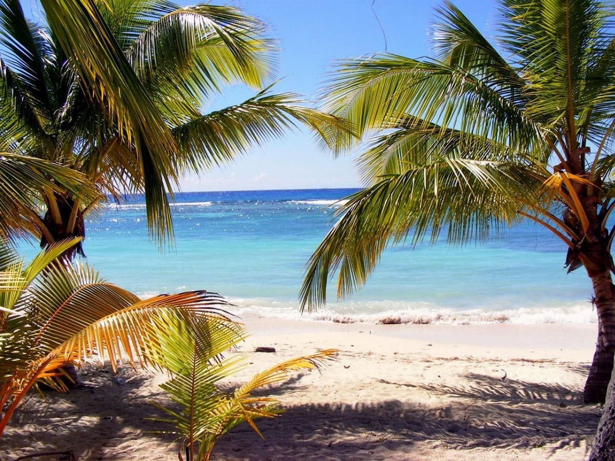 beach, palm tree, nature, dominica, exotic