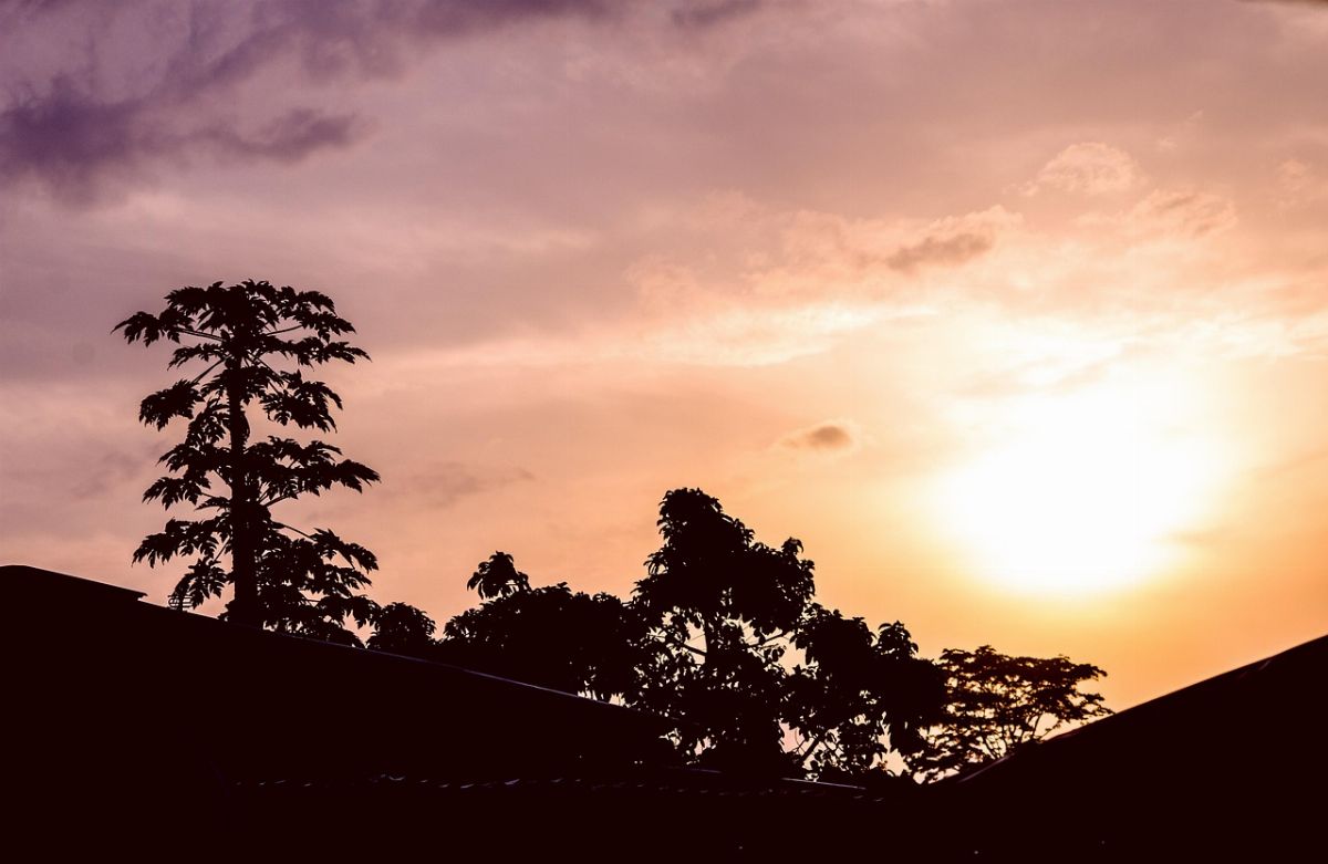 libreville, sunrise, papaya, tree, sun, house, gabon, libreville, libreville, gabon, gabon, gabon, gabon, gabon