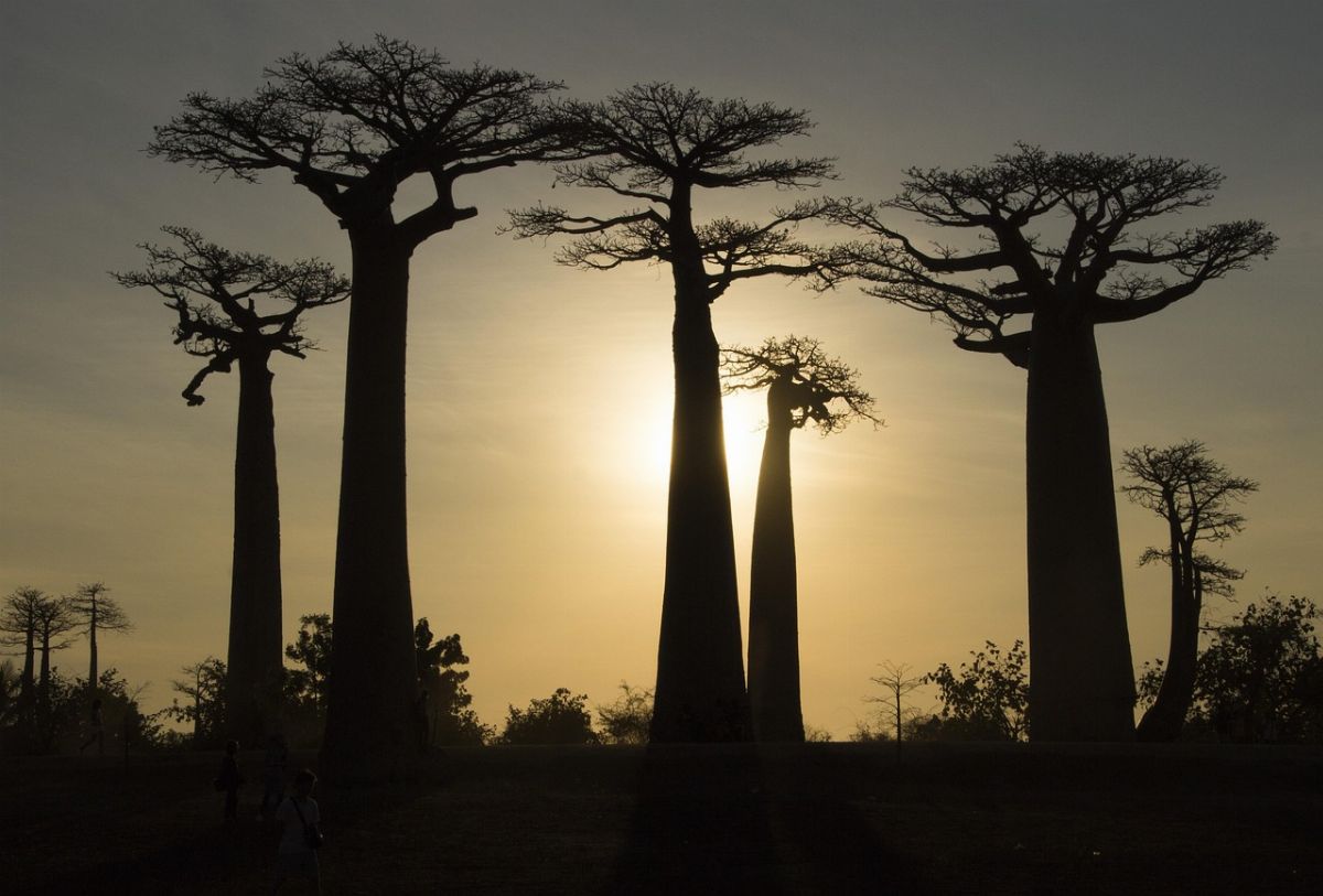 Cíl cesty: Madagaskar
