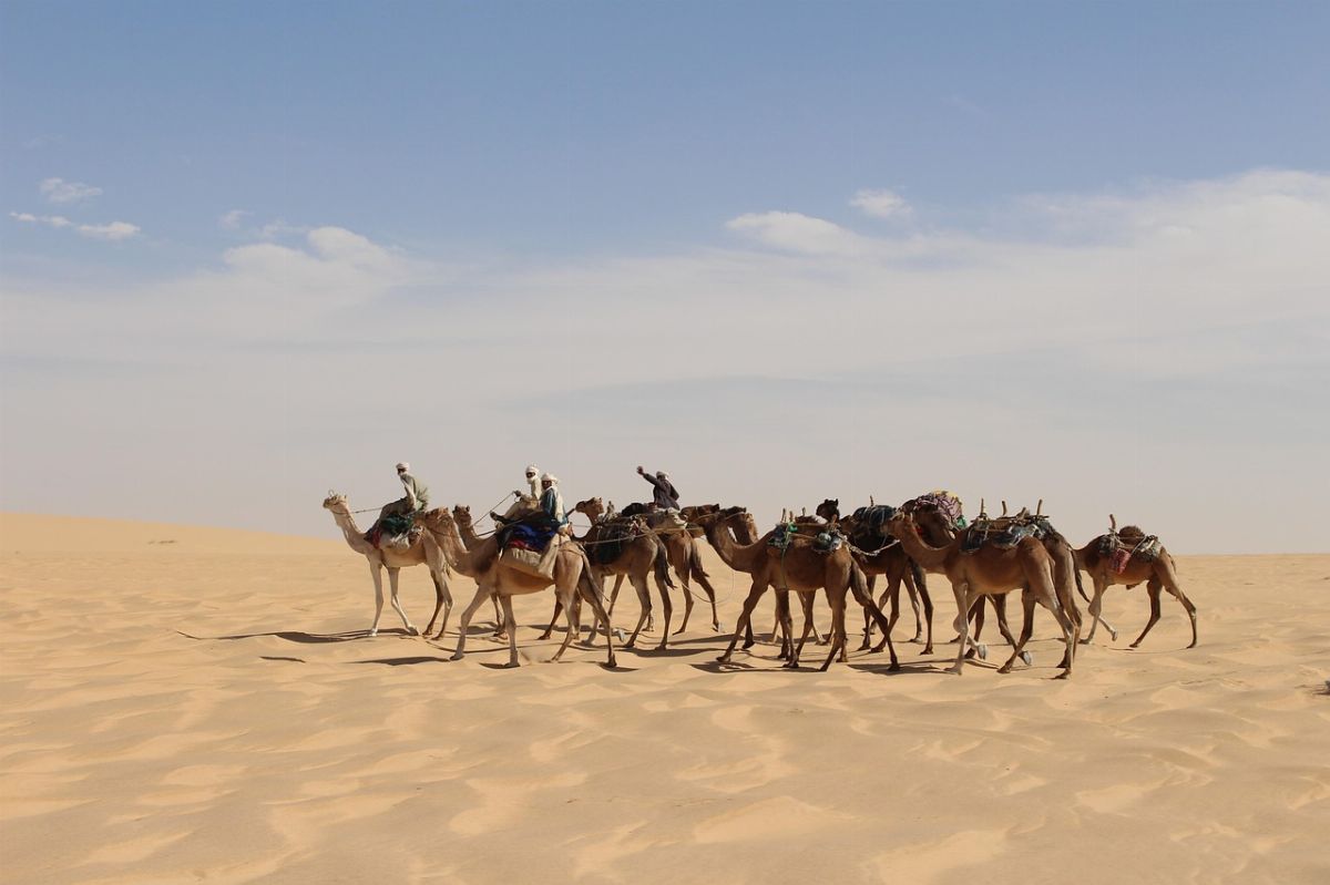 caravan, desert, sahara, sand, camel, nature, africa, chad