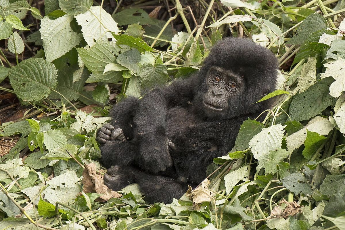 Cíl cesty: Uganda